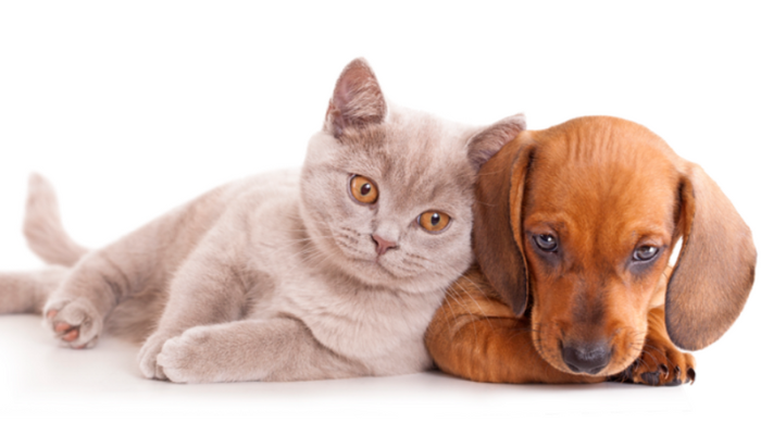 Dispositivo móvel e inovador para acalmar animais domésticos